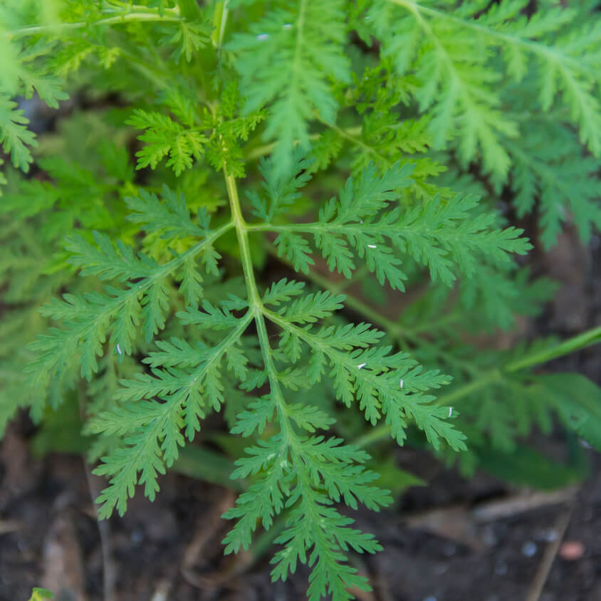 SWEET WORMWOOD POWDER (LEAF)